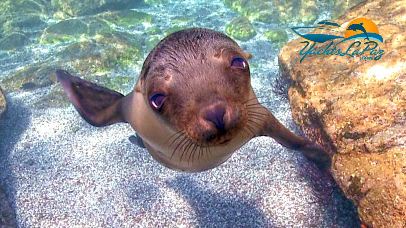 La Paz, Baja California Sur, Alquiler de Yates, Renta de Barcos, Yate Privado de Lujo en Renta, Pesca, Cabo, Los Cabos, Mega Yates, Fotografía, Bebé León Marino, Muy Lindo.